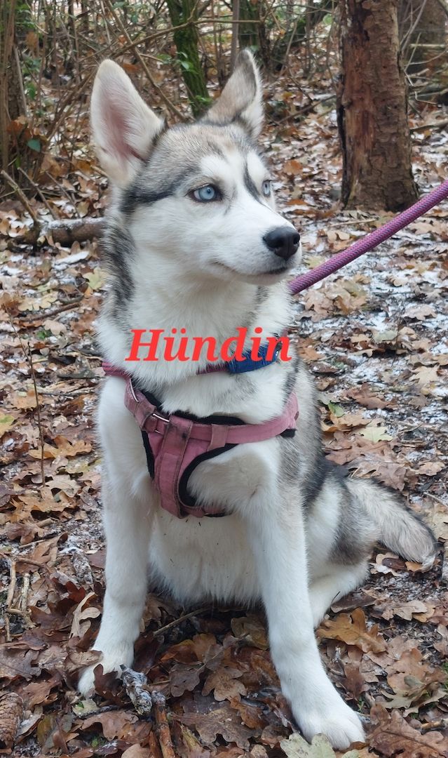 Husky Welpen aus exklusiver Verpaarung suchen liebevolle Familien.