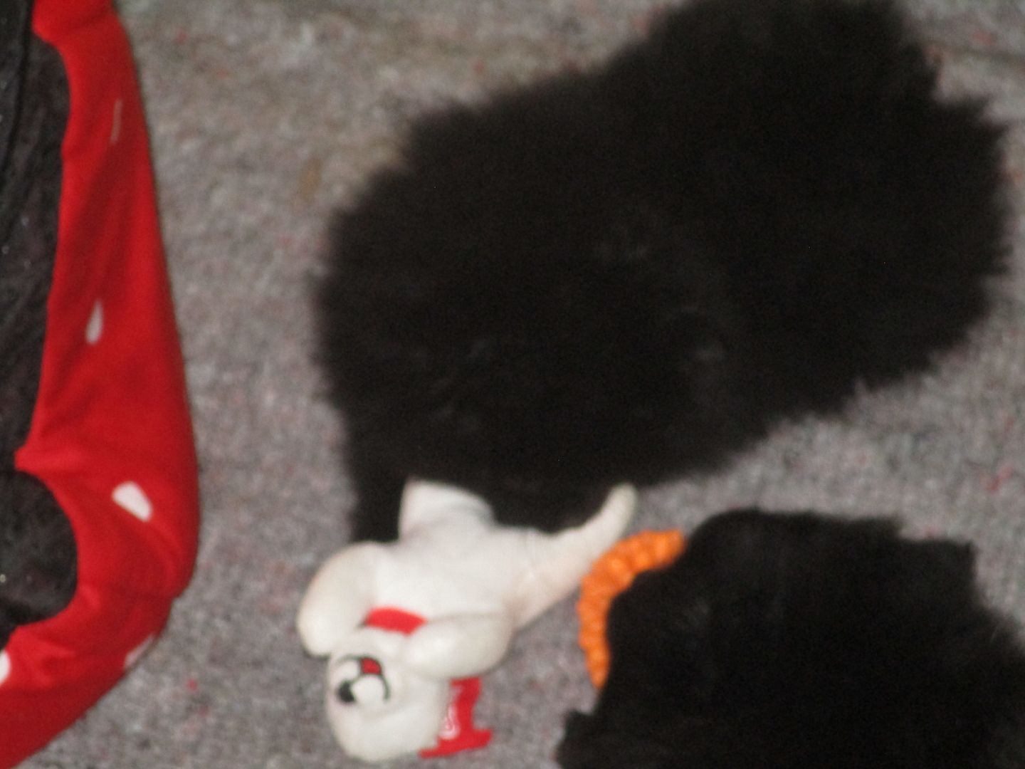 Pomeranian Zwergspitz Welpen