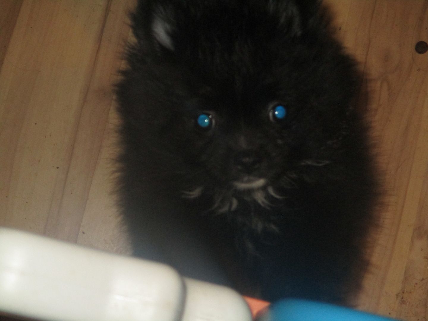 Pomeranian Zwergspitz Welpen