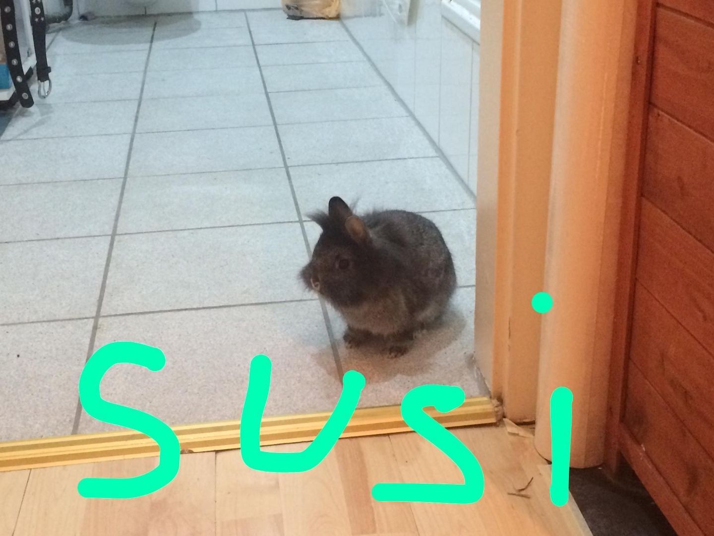 Ein Löwenkopfzwergkaninchen und ein Hase zu verkaufen