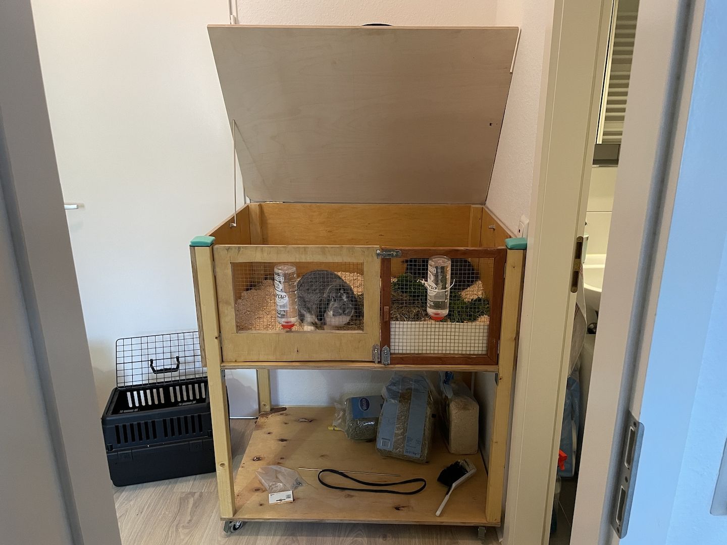 Ein Löwenkopfzwergkaninchen und ein Hase zu verkaufen