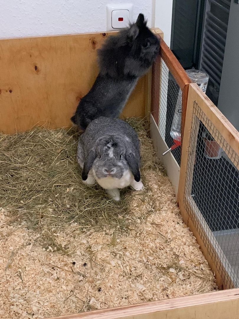 Ein Löwenkopfzwergkaninchen und ein Hase zu verkaufen