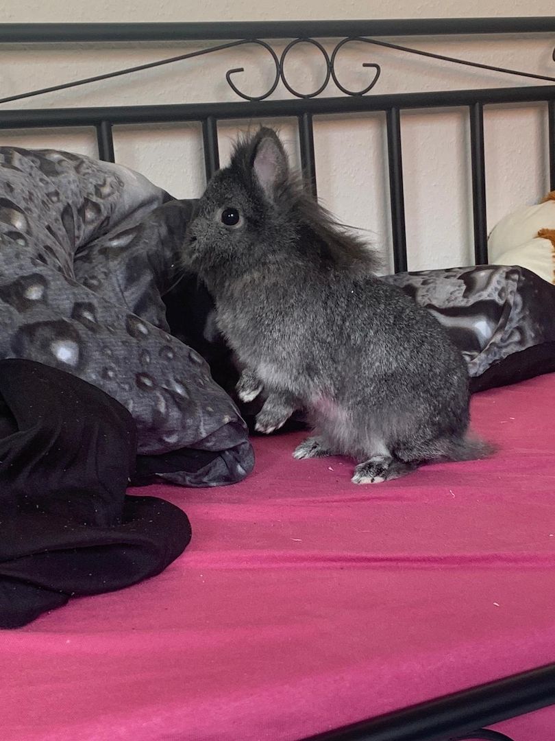 Ein Löwenkopfzwergkaninchen und ein Hase zu verkaufen