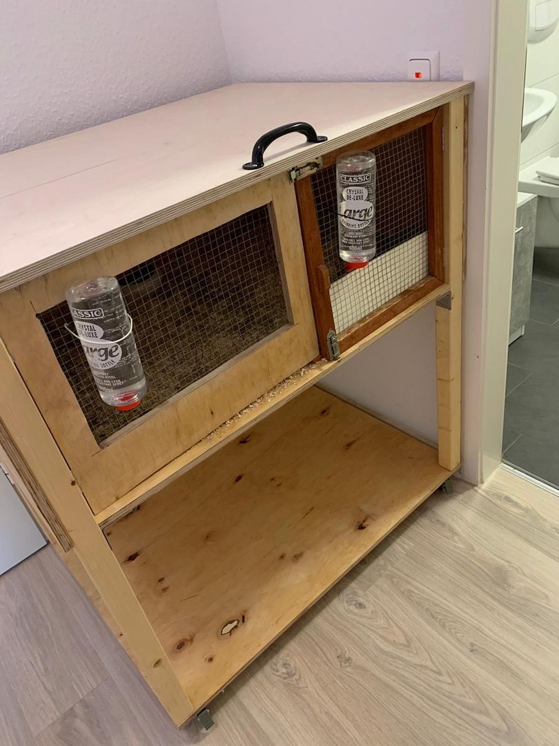 Ein Löwenkopfzwergkaninchen und ein Hase zu verkaufen