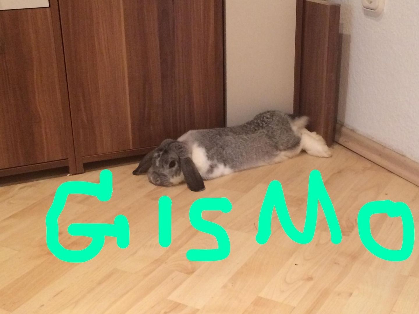 Ein Löwenkopfzwergkaninchen und ein Hase zu verkaufen