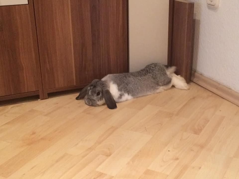 Ein Löwenkopfzwergkaninchen und ein Hase zu verkaufen