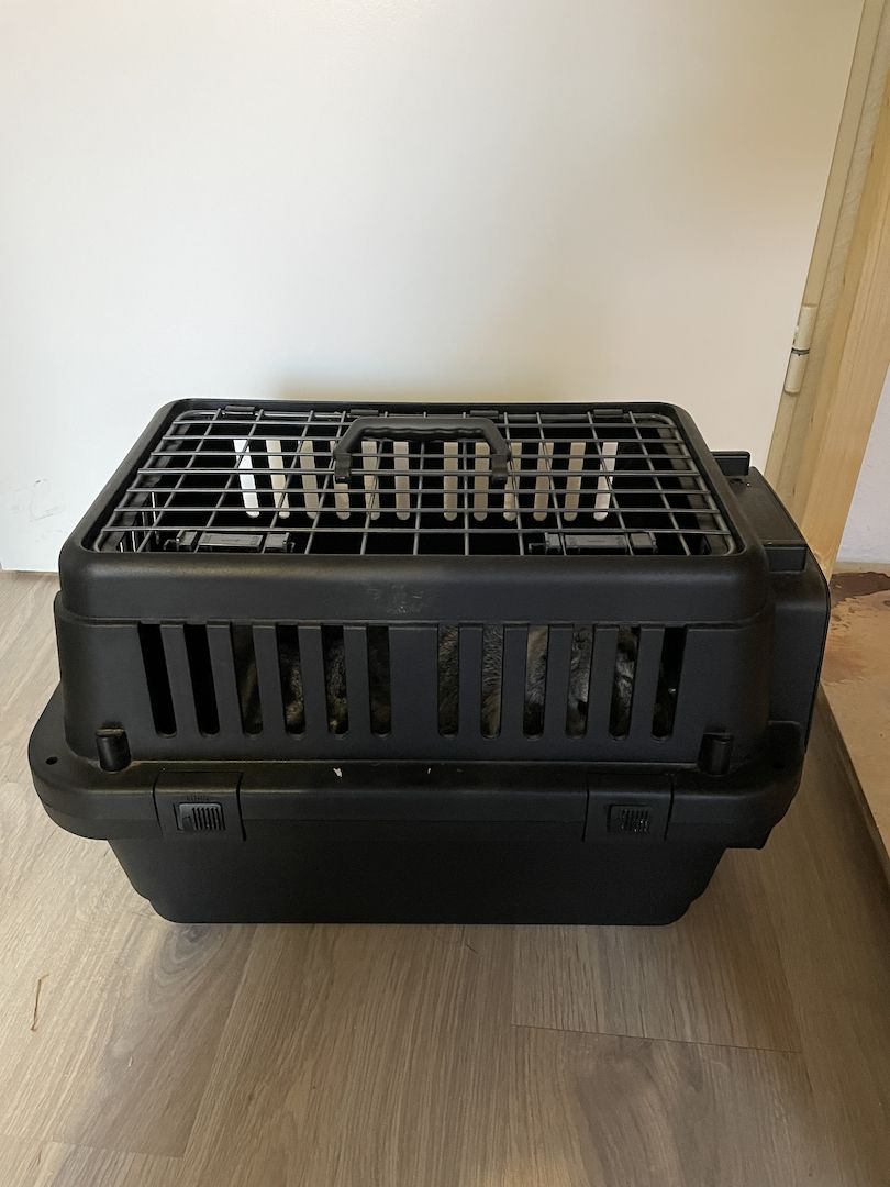 Ein Löwenkopfzwergkaninchen und ein Hase zu verkaufen