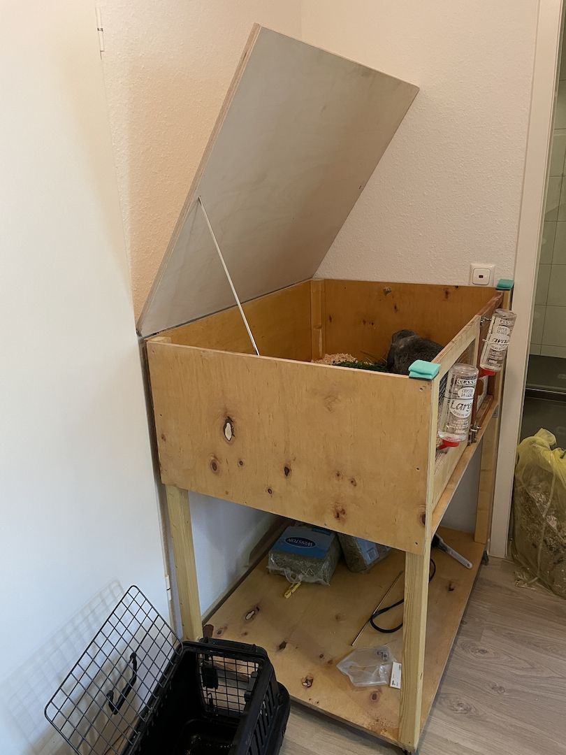 Ein Löwenkopfzwergkaninchen und ein Hase zu verkaufen