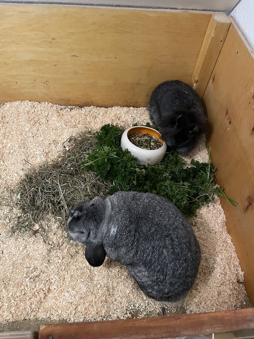 Ein Löwenkopfzwergkaninchen und ein Hase zu verkaufen