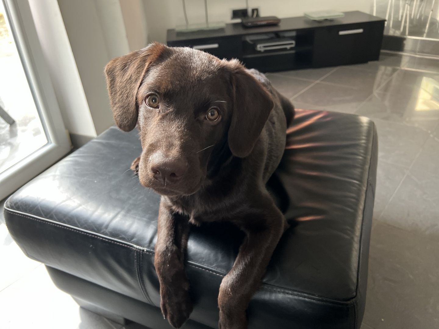 Labrador Welpe Rüde 4 Monate braun Labrador Welpe Rüde 4 Monate braun