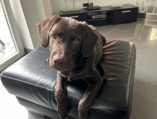 Labrador Welpe Rüde 4 Monate braun