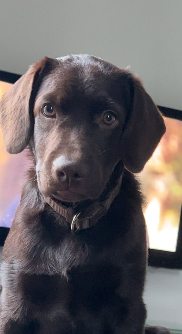 Labrador Welpe Rüde 4 Monate braun Labrador Welpe Rüde 4 Monate braun