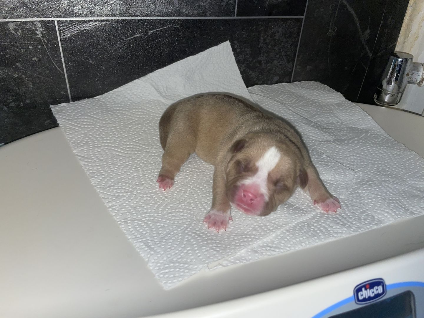 American Pocket bully Welpen