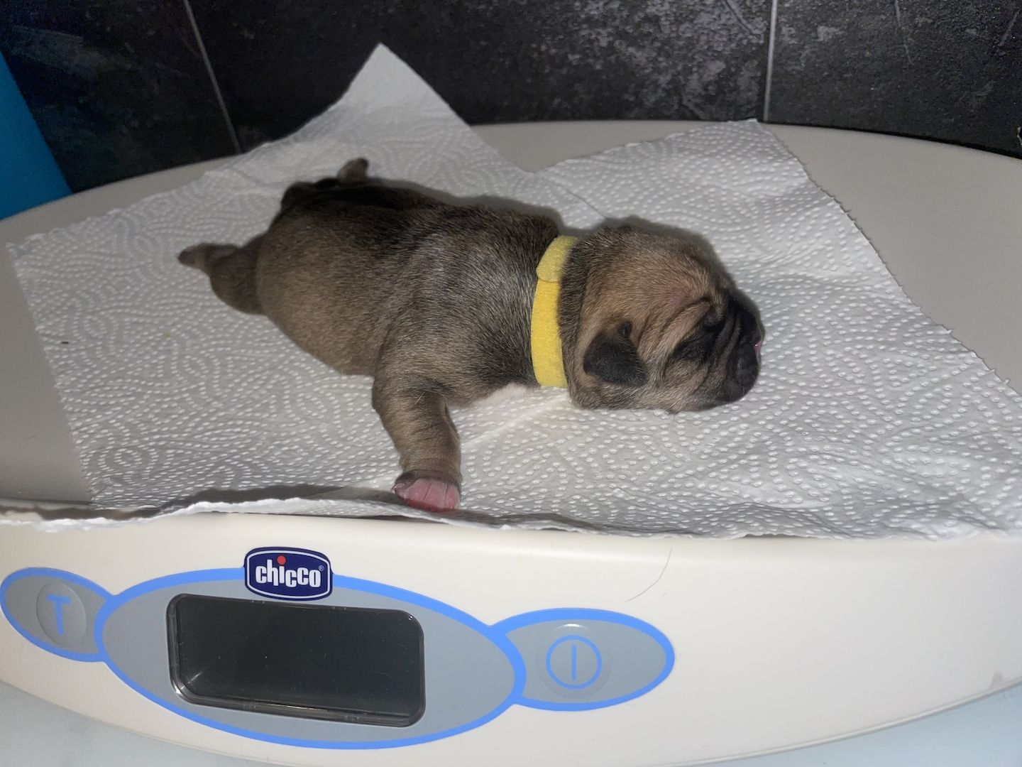 American Pocket bully Welpen