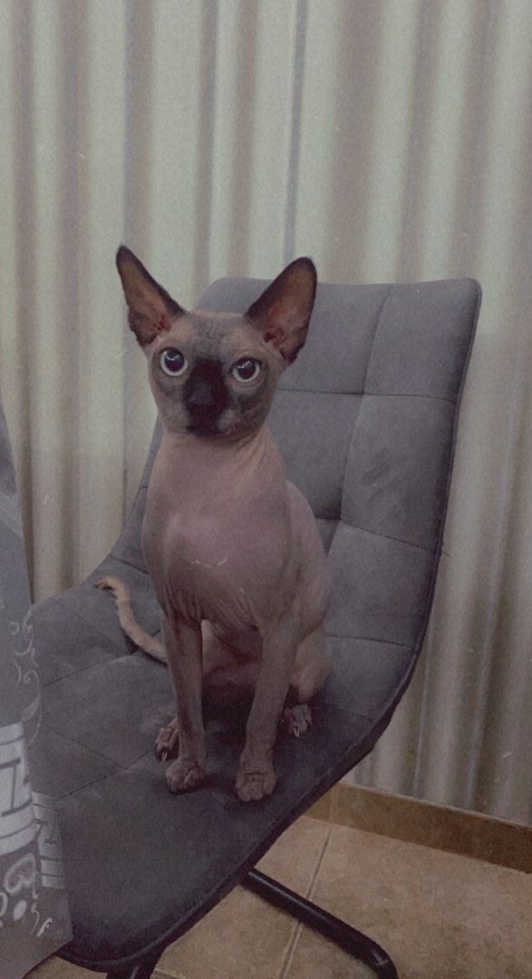 Deckkater Sphynx