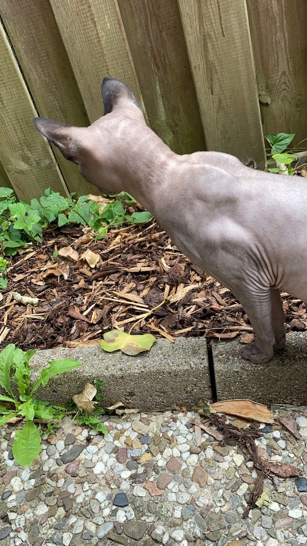 Deckkater Sphynx