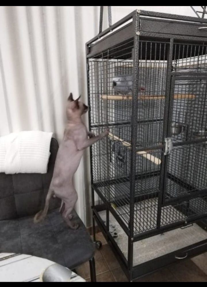 Deckkater Sphynx