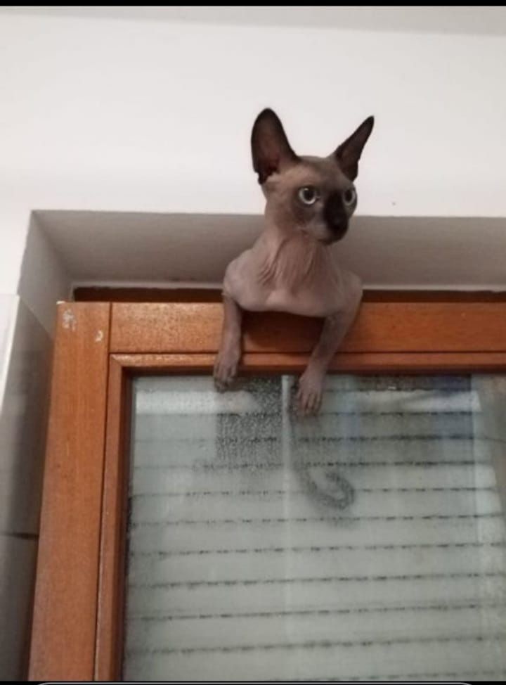 Deckkater Sphynx