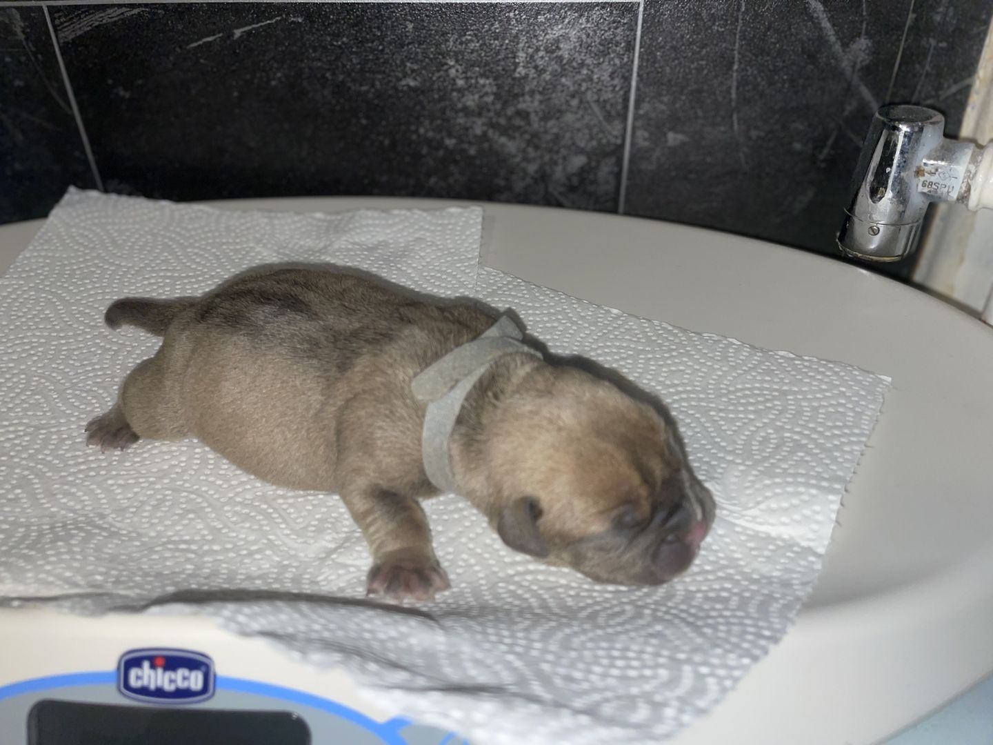 American Pocket bully Welpen