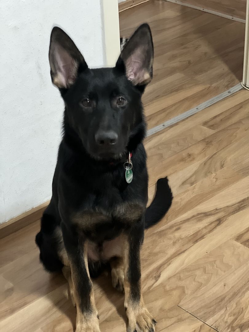 Deutscher Schäferhund Deutscher Schäferhund