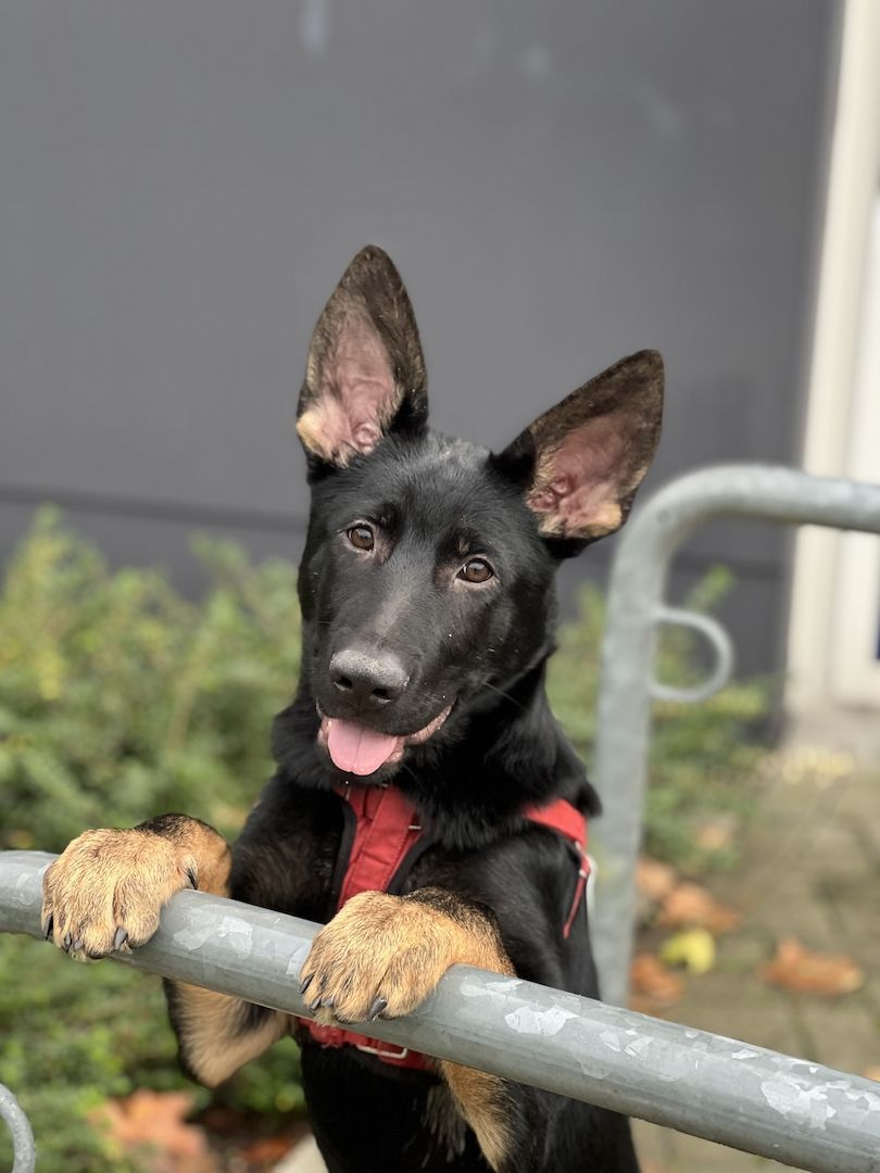 Deutscher Schäferhund Deutscher Schäferhund