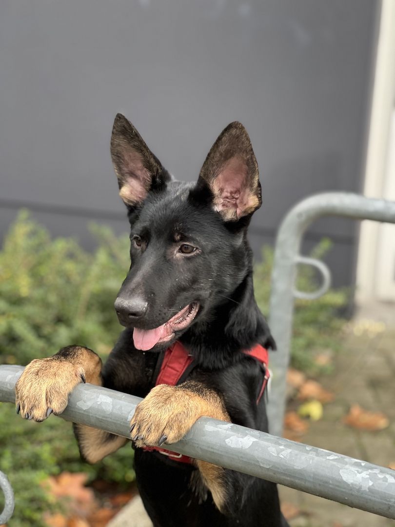 Deutscher Schäferhund Deutscher Schäferhund