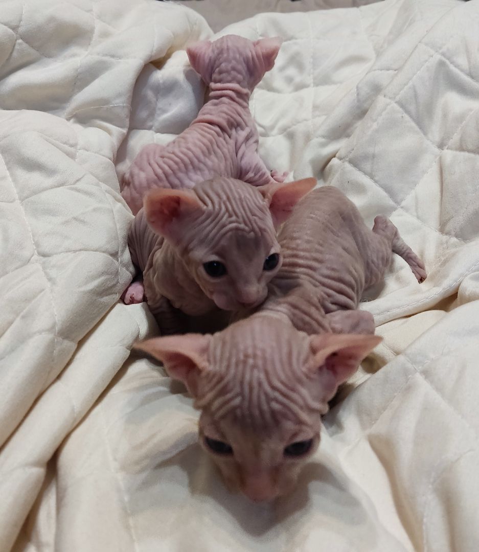 Canadian Sphynx kitten männlichen & weibliche