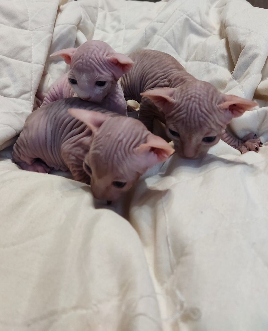 Canadian Sphynx kitten männlichen & weibliche