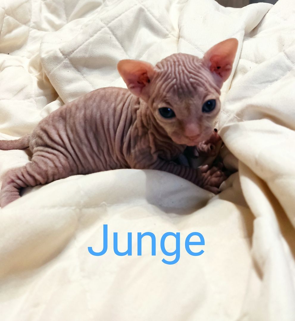 Canadian Sphynx kitten männlichen & weibliche