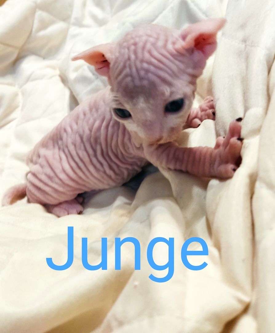 Canadian Sphynx kitten männlichen & weibliche