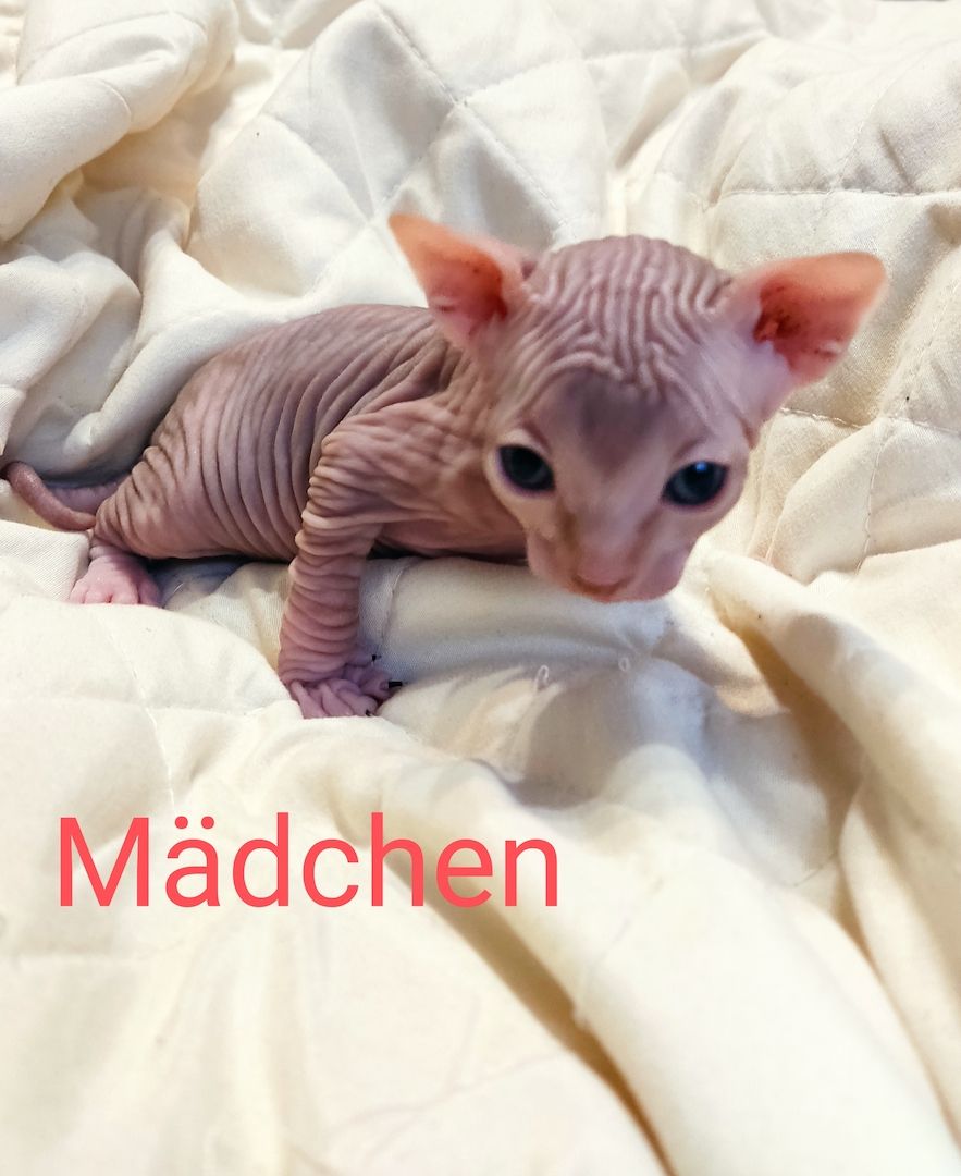 Canadian Sphynx kitten männlichen & weibliche