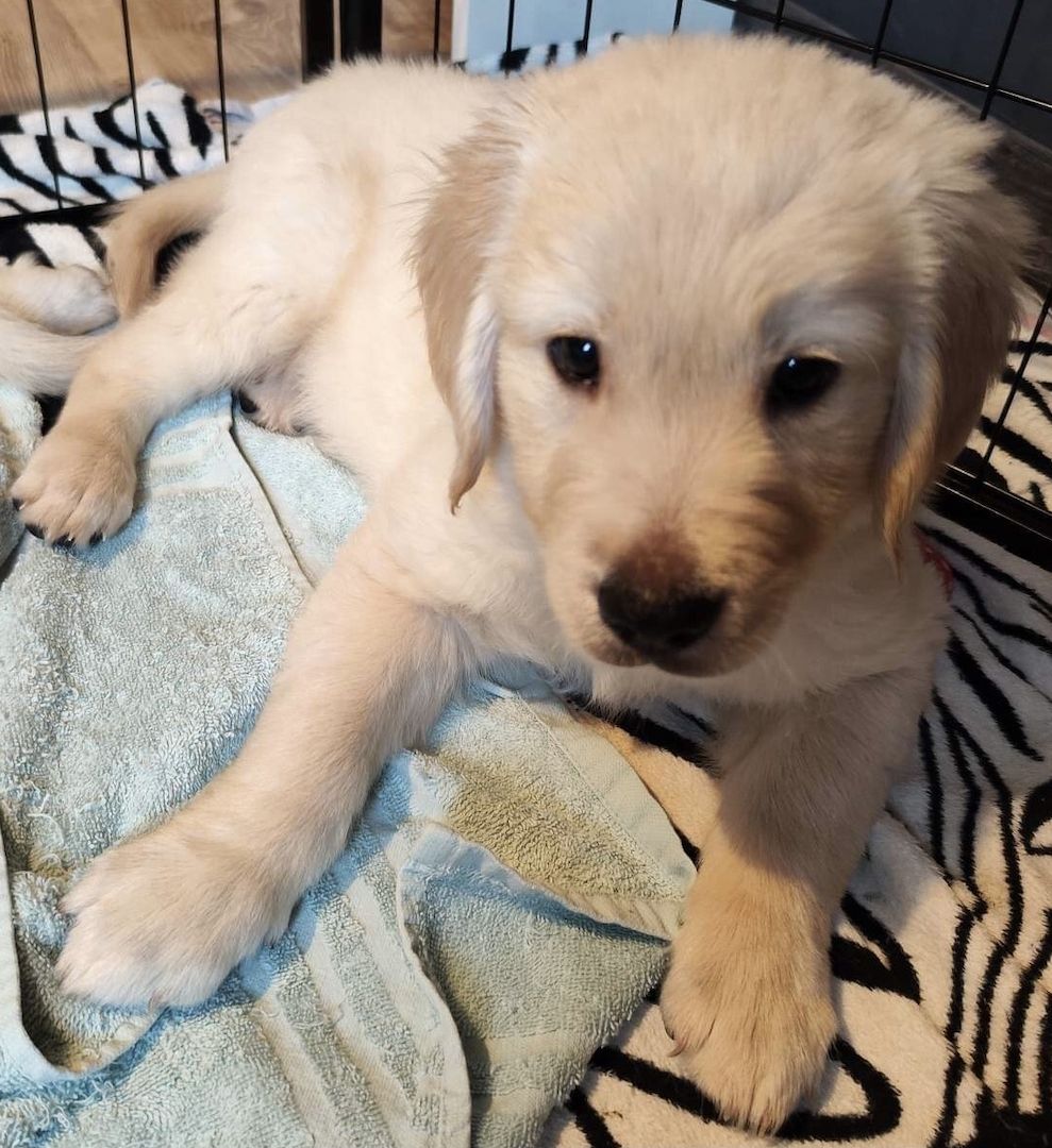 Golden Retriever Welpen