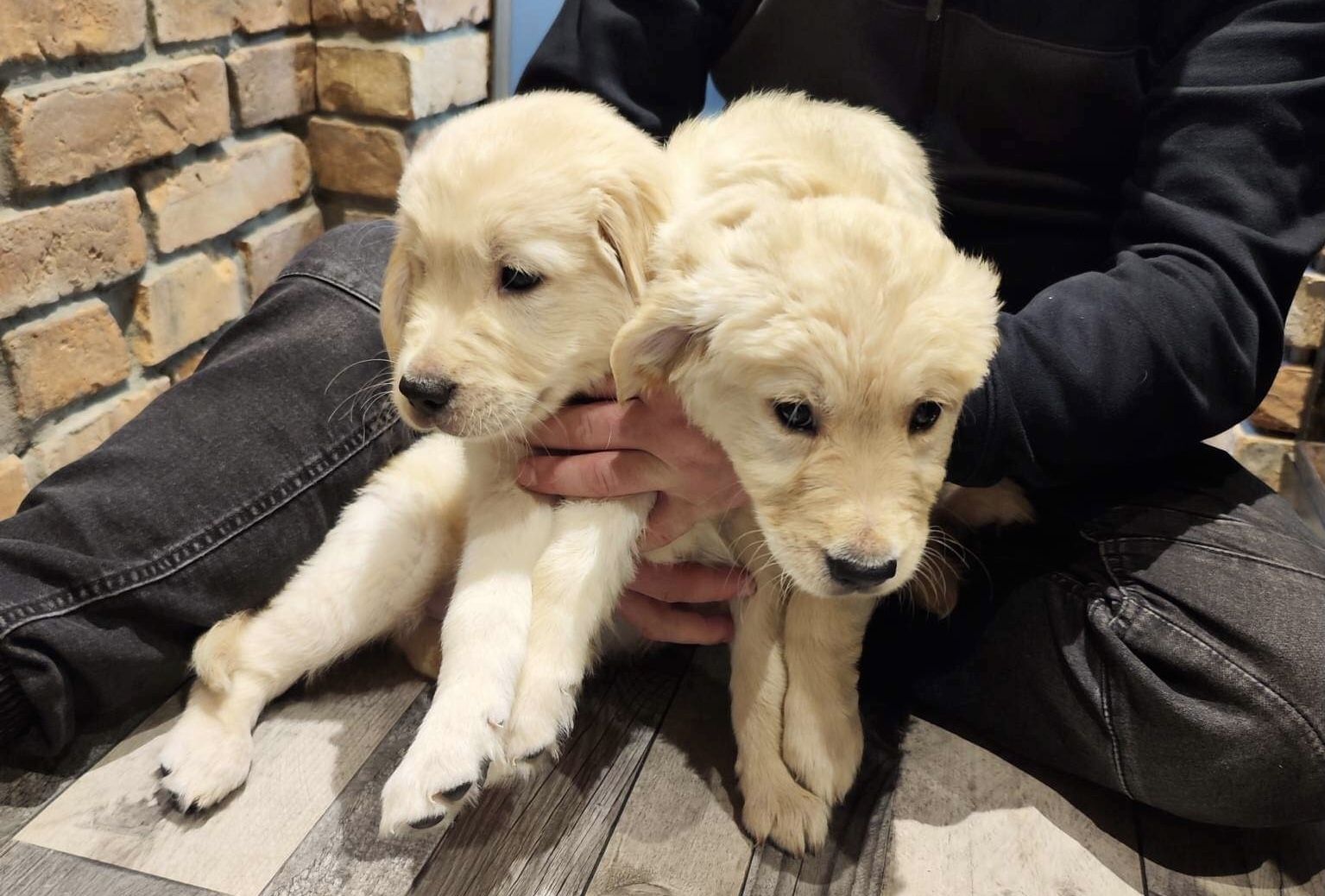 Golden Retriever Welpen