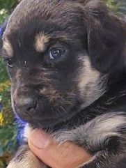 9 süße senne mischling welpen