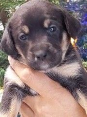 9 süße senne mischling welpen