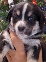 9 süße senne mischling welpen