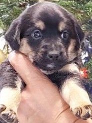 9 süße senne mischling welpen