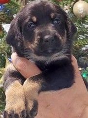 9 süße senne mischling welpen