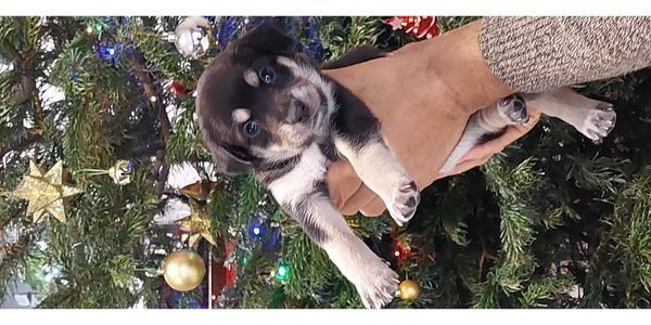 9 süße senne mischling welpen