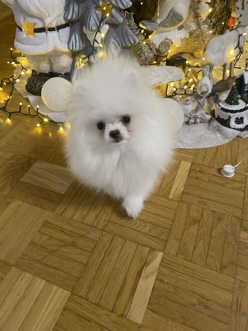 Pomeranian Welpe