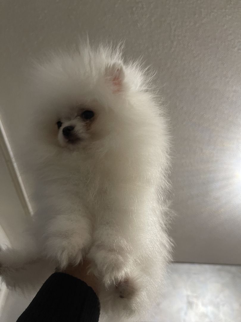 Pomeranian Welpe