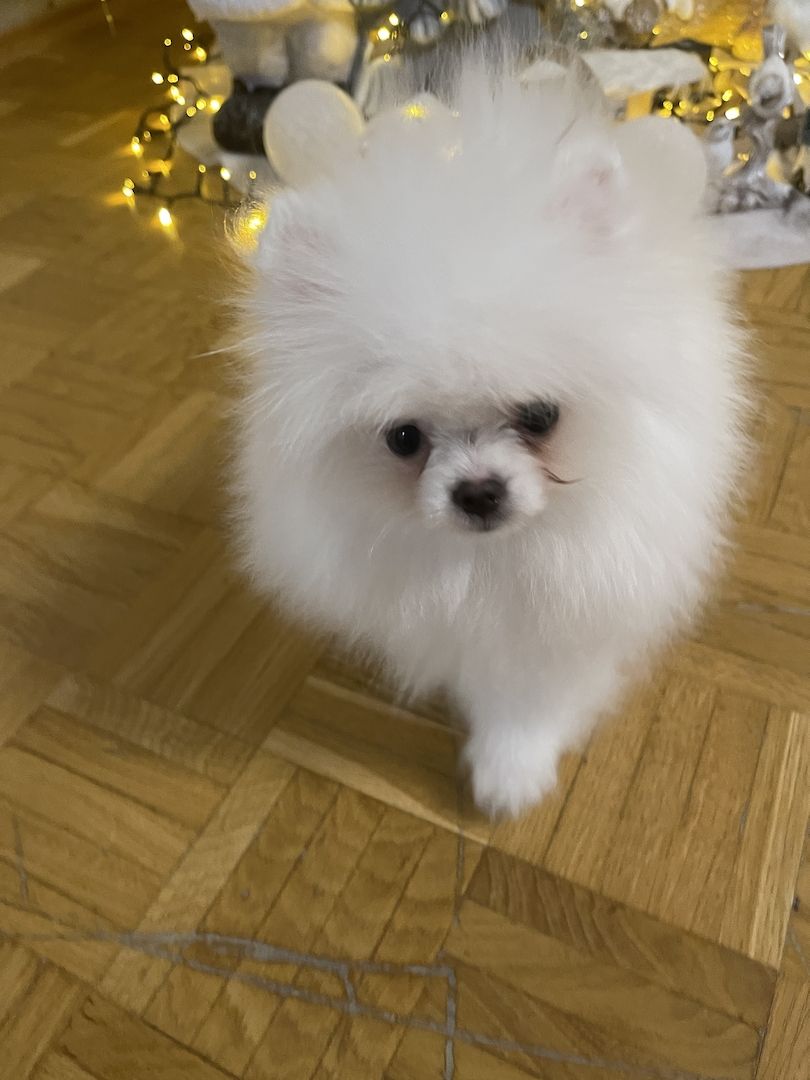 Pomeranian Welpe