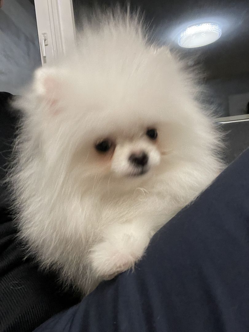 Pomeranian Welpe