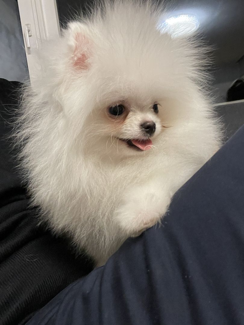 Pomeranian Welpe