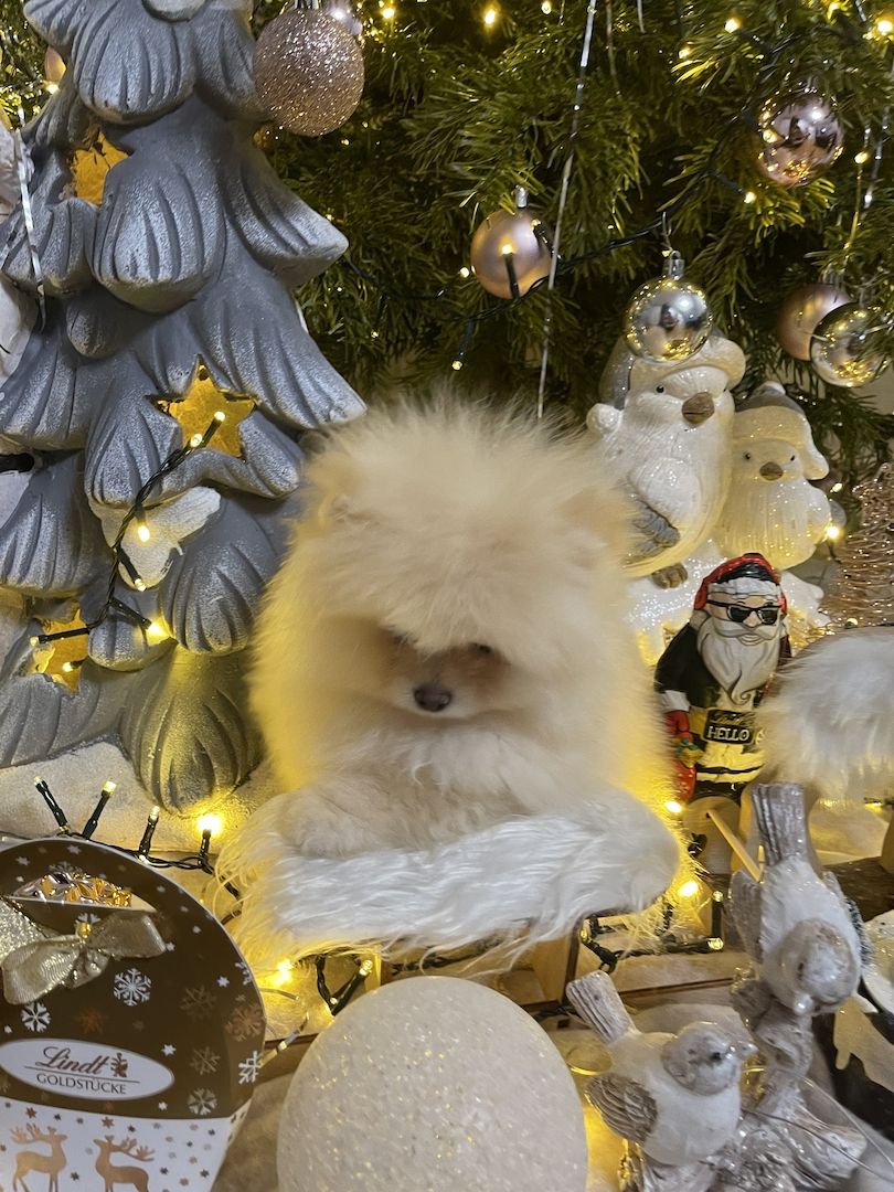 Pomeranian Welpe