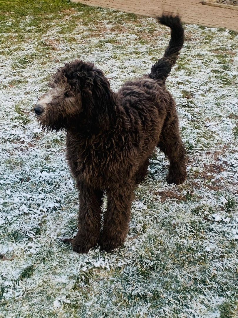 Wundervolle Labradoodle 500€