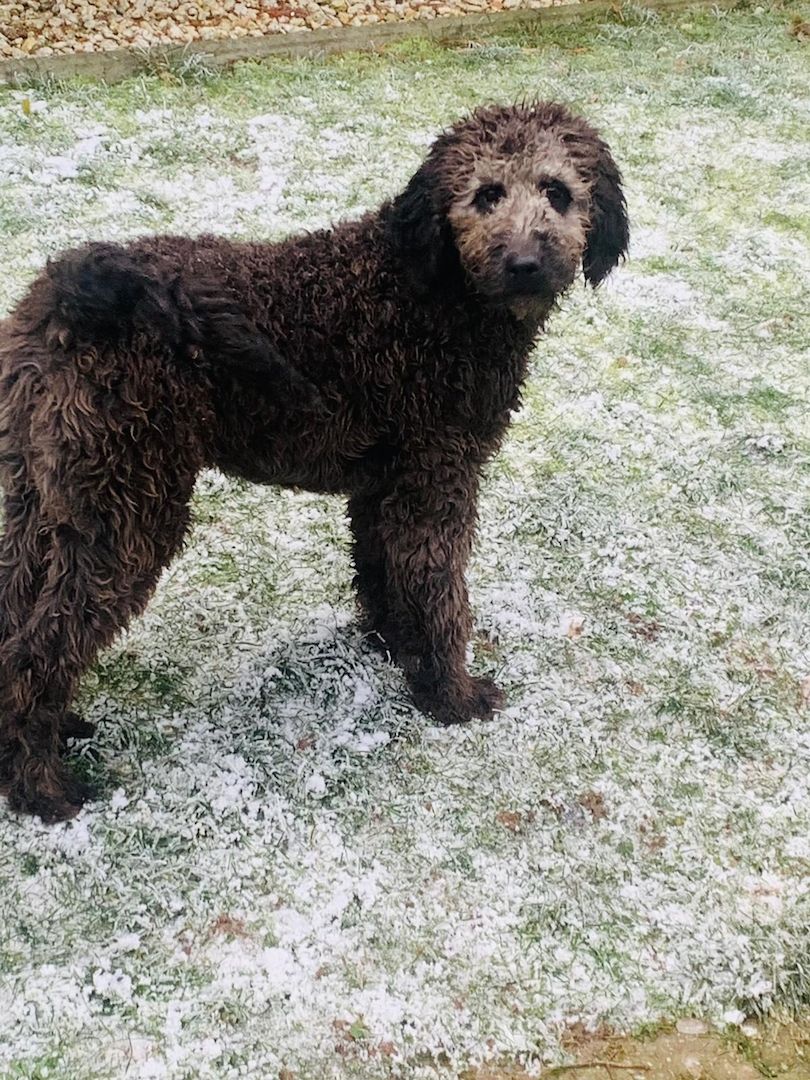 Wundervolle Labradoodle 500€
