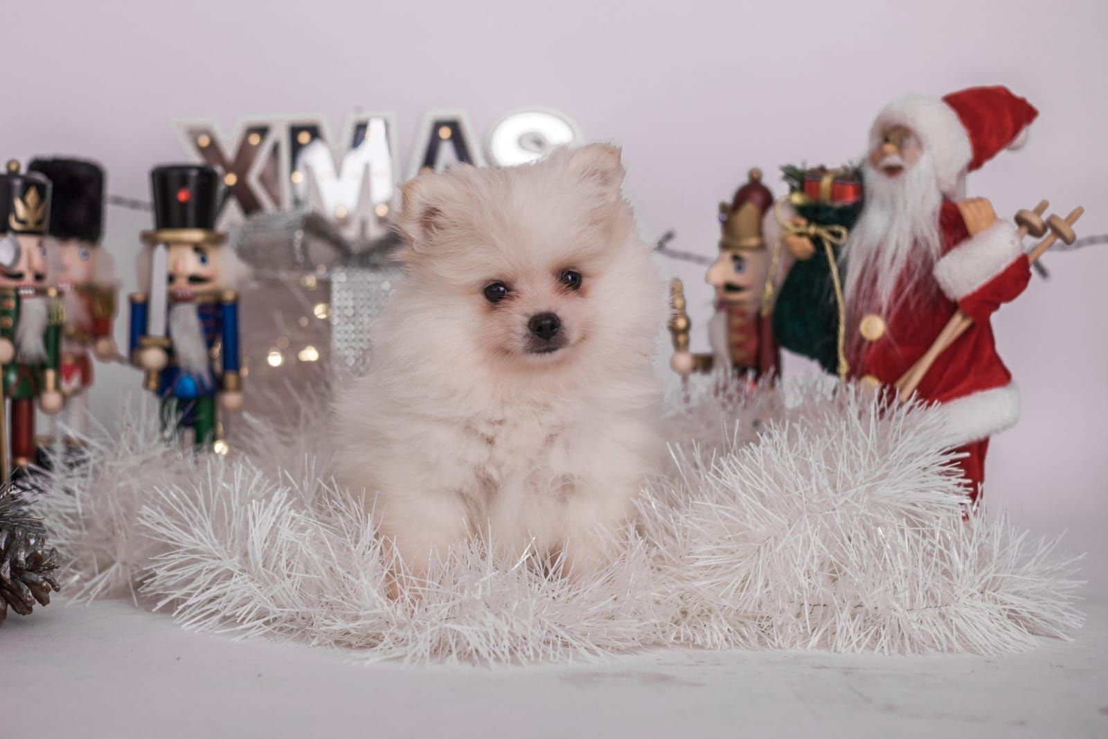 Süße Pomeranian Welpen