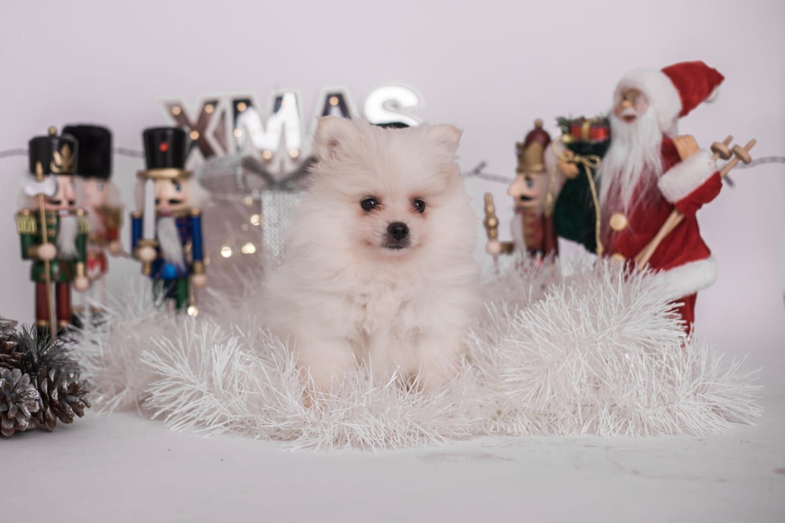 Süße Pomeranian Welpen