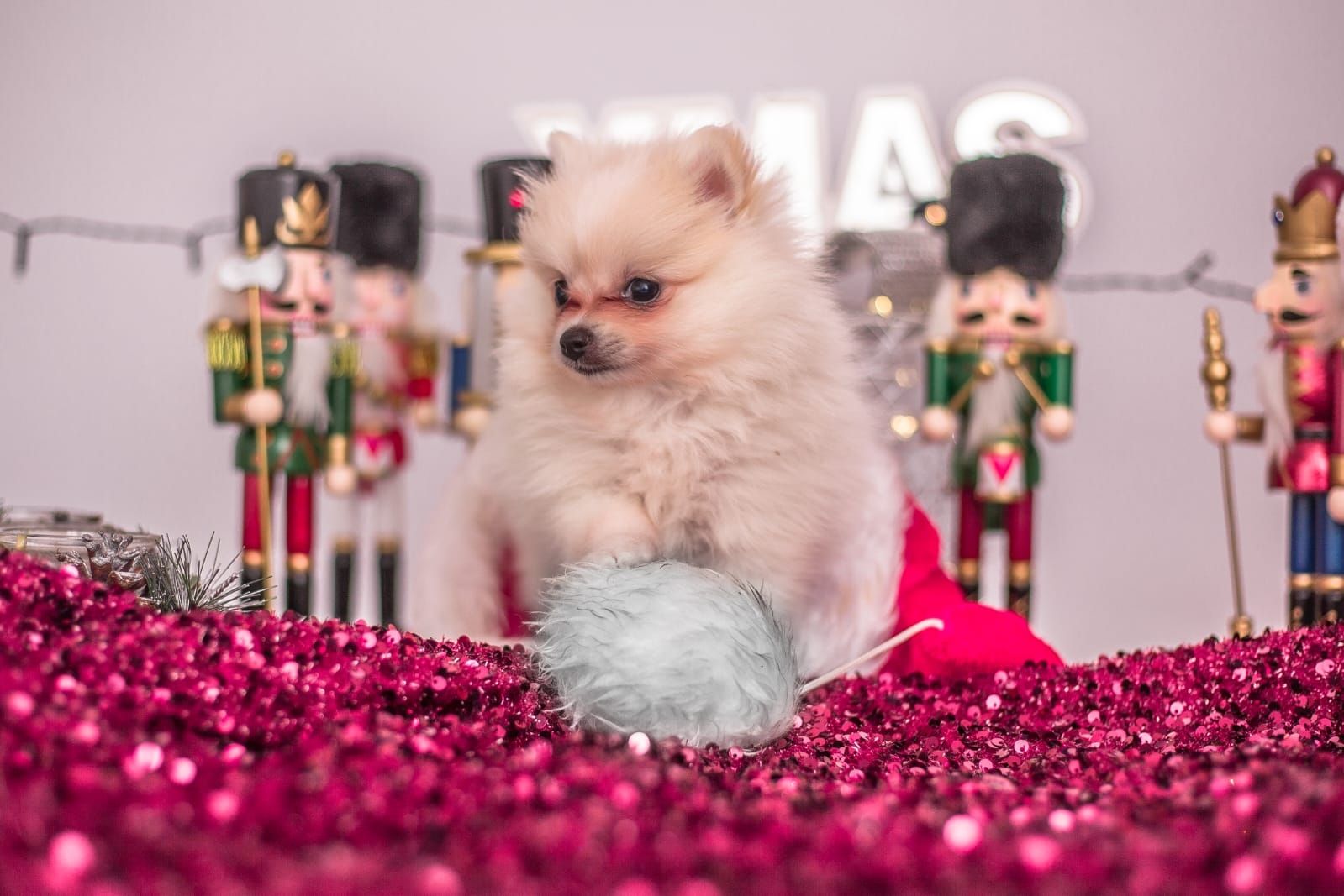 Süße Pomeranian Welpen